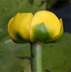 Nuphar lutea. Side view of globose flower with the outer tepals in view only.
 Image: T.K. James © T.K. James 2019 All rights reserved
